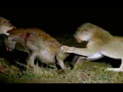 Pride of Lions Versus Hyenas Latest Wildlife Sightings