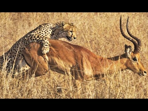 Cheetah Kills Male Impala Right Next to Road