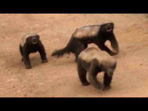 3 Honey Badgers Fighting in the Road