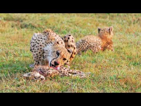 Cheetah Mother Eats Her Own Cub