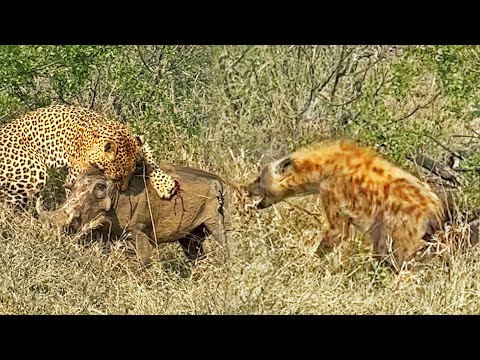 1 Warthog Fights off Leopard and 5 Hyenas
