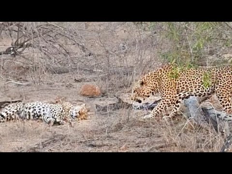 How Not to Wake Up a Female Leopard