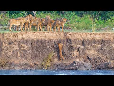 Helpless Lions Watch Crocodiles and Hippos Catch their