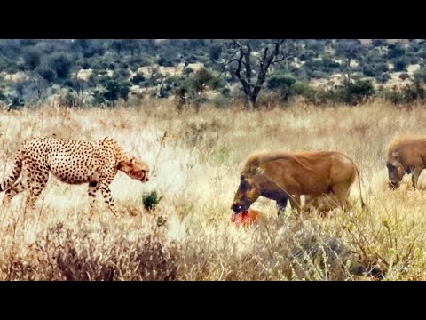 Family of Warthogs Steal and Eat Cheetah s Meal