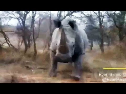 Rhino Charges and Attacks A Car Latest Sightings