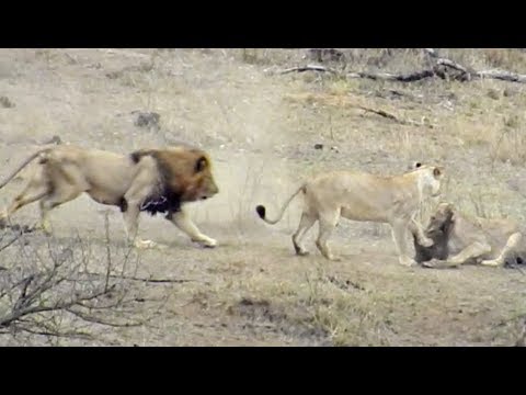 Male Lion Rescues Warthog From Other Lions