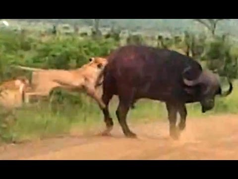 Lion Versus a Big Buffalo Bull Latest Wildlife Sightings