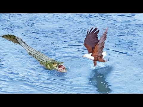 Eagle Steals from Crocodile Croc Steals it Back