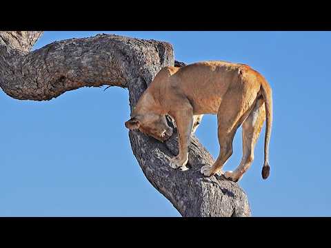 Lion Digs Inside Tree to Get to Leopard Cub that s Hiding