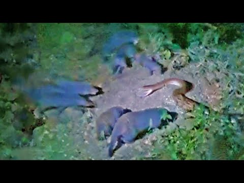 20 Angry Mongooses Try to Rip Python Apart