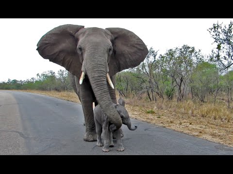 Mother Elephant Protects Calf From Tourists