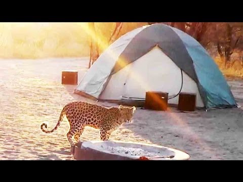 Leopard Visiting The Campsite Latest Sightings