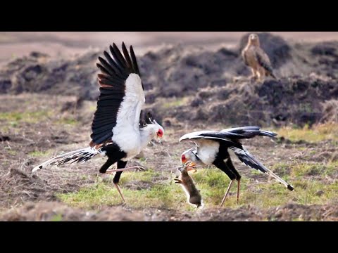 2 Secretary Birds Attack Rabbit