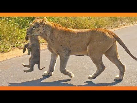 Lioness Rescues Her 6 Cubs After an Elephant Chase
