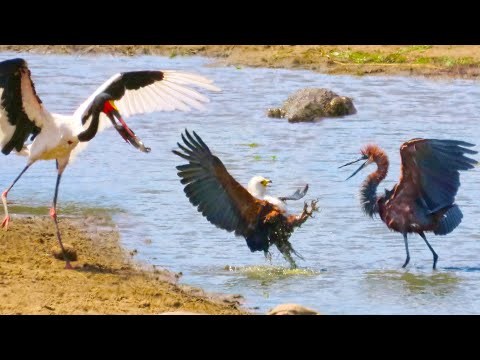 3 Hungry Birds Crocodile Fight Over 1 Fish