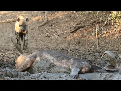 Hyena Finds Buffalo Alive Stuck in Mud