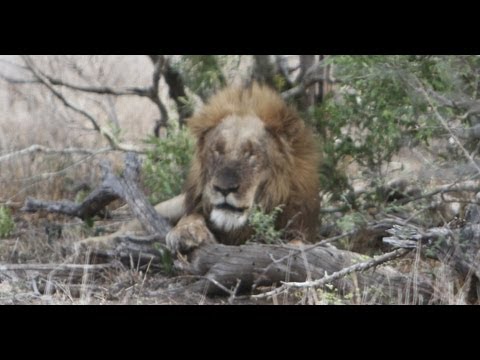 Lions Eating a Rhino