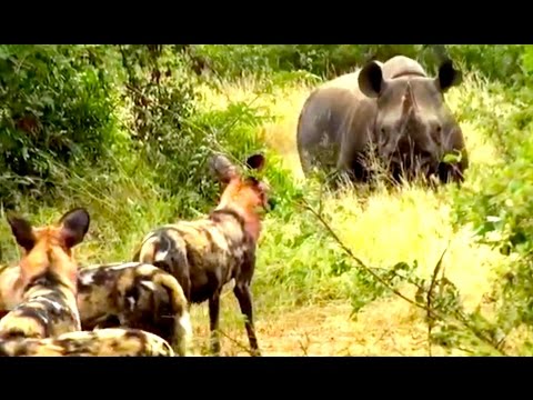 Wild Dogs Versus Black Rhino Latest Wildlife Sightings