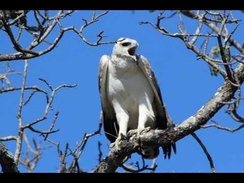 Martial Eagle Calling 4 June 2013 Latest Sightings
