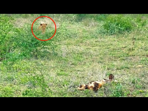 Leopard Tries Hunting Sleeping Wild Dogs