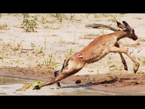 Baby Crocodile vs Baby Impala
