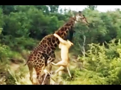 Lion Pride Kill Giraffe in Riverbed Latest Wildlife