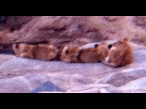 2 Lionesses and 7 Cubs
