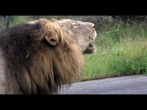 Lion Rolls in Buffalo Poop and Roars in the Road