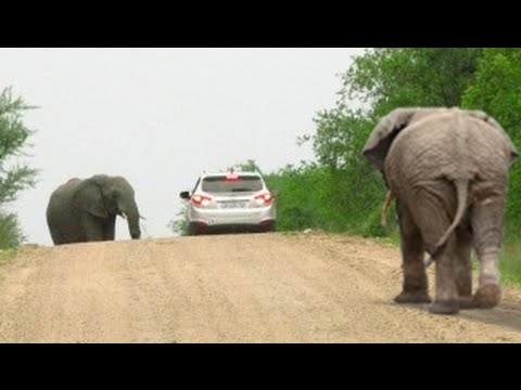 Stuck Between 2 Elephants in Musth