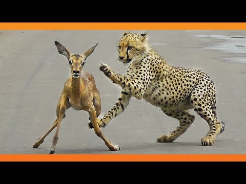 When the Cheetah Tries to Eat the Lamb