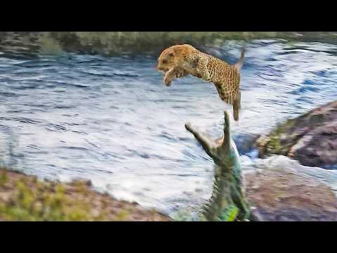 Hidden Crocodile Bites at Leopard From Below