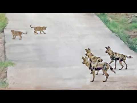 Lioness Says Don t Mess With My Babies