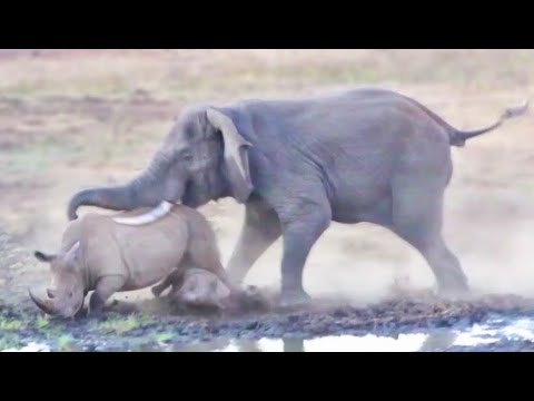 Elephant Tramples Rhino Baby