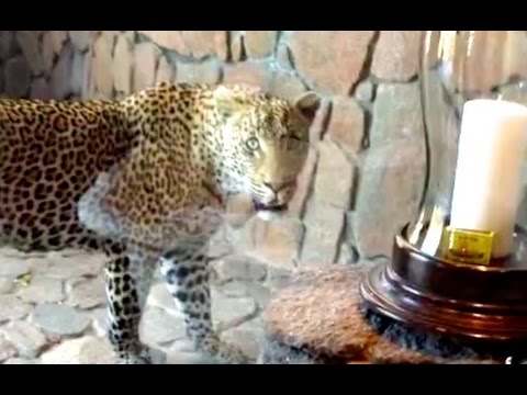Leopard Is Here For Room service Latest Wildlife Sightings