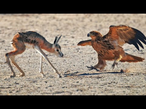 Abandoned Baby Buck gets Attacked by Eagles