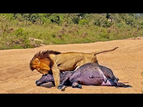 Lion Drags Entire Buffalo Across River