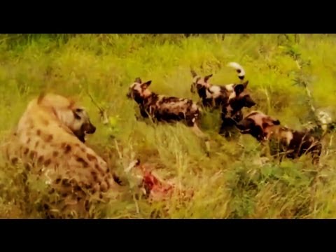 Wild Dogs Kill a Kudu Hyenas Then Steal It