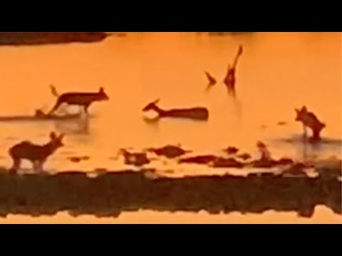 Impala Gets Stuck in Mud During Wild Dog Hunt