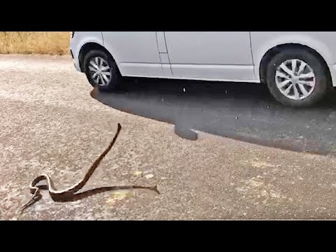 Python Crawls Inside Car After Striking at it