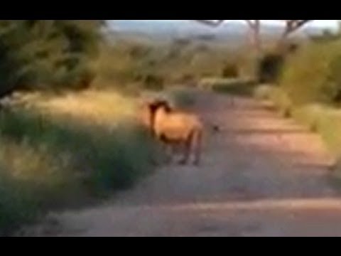 Male Lion Spotted Roaring This Afternoon Latest Wildlife