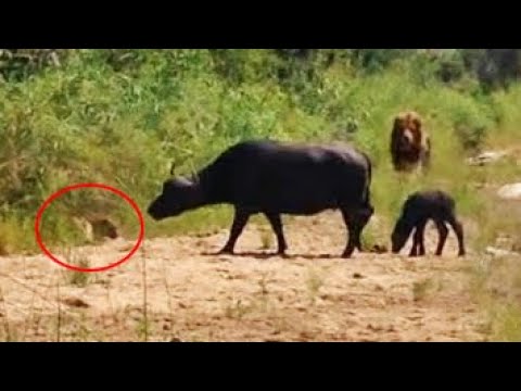 Buffalo Calf Escapes Leopard Only To Run Into a Lion