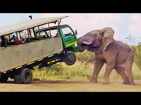Elephant Picks up Truck full of Tourists Second Angle