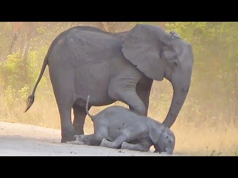 Elephants Try Help Dying Calf