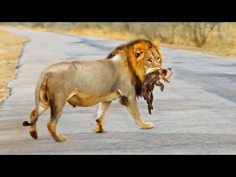 Male Lion Finds a Tiny Abandoned Hyena on Road