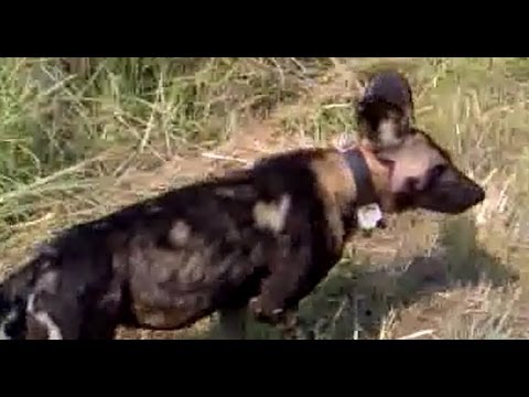 Kruger Sightings Wild Dogs 25 February 2012