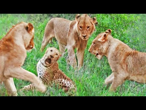 LIONS TRAP AND ATTACK OLD LEOPARD