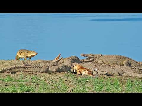 Blind Leopard with Balls of Steel Tries Taking from 10