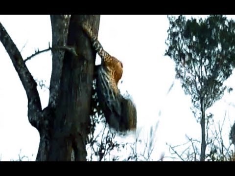 Wild Dogs Corner a Leopard up a Tree