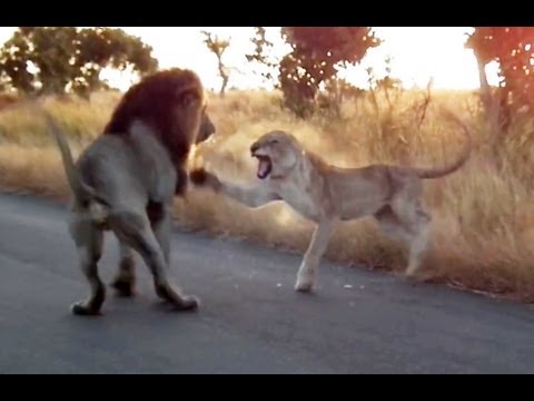 You Don t Mess With An Angry Lioness Latest Sightings