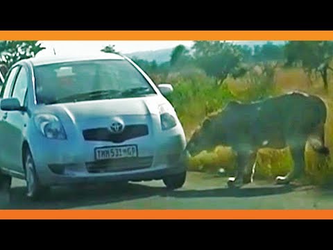 Lion Bites Tire Causing it to Explode